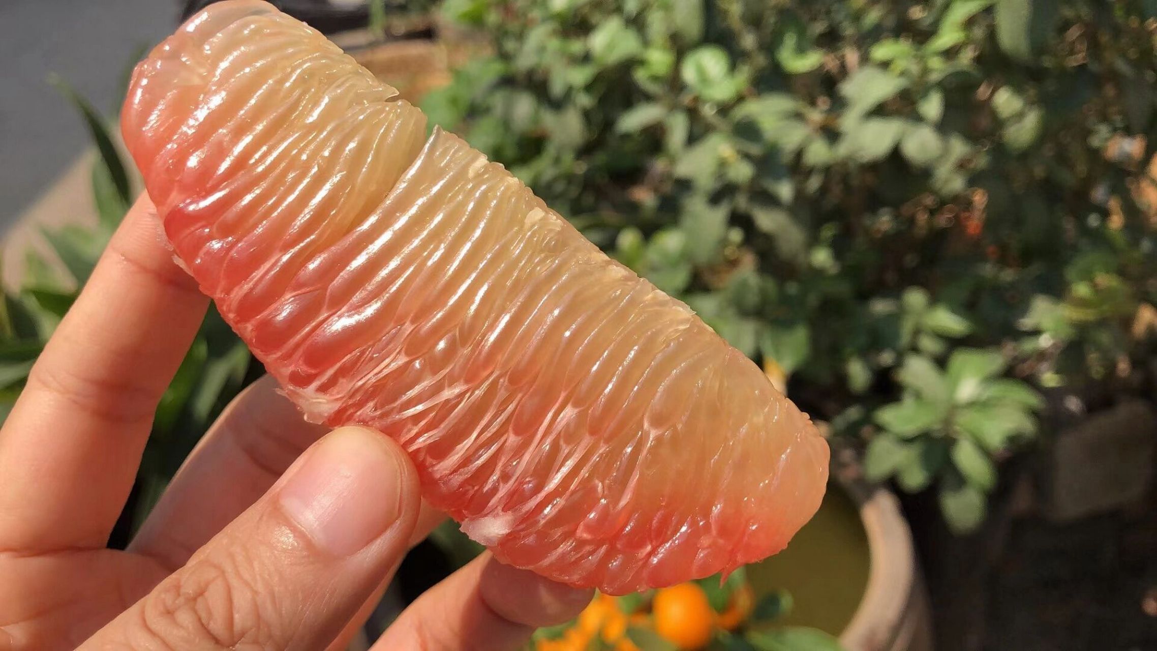 泰国翡翠金柚文案 【泰国翡翠金柚】 集颜值,营养,美味为一身的翡翠柚