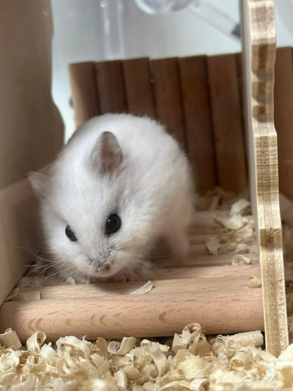 小仓鼠图片 94小仓鼠,是仓鼠亚科中的一类,体型较