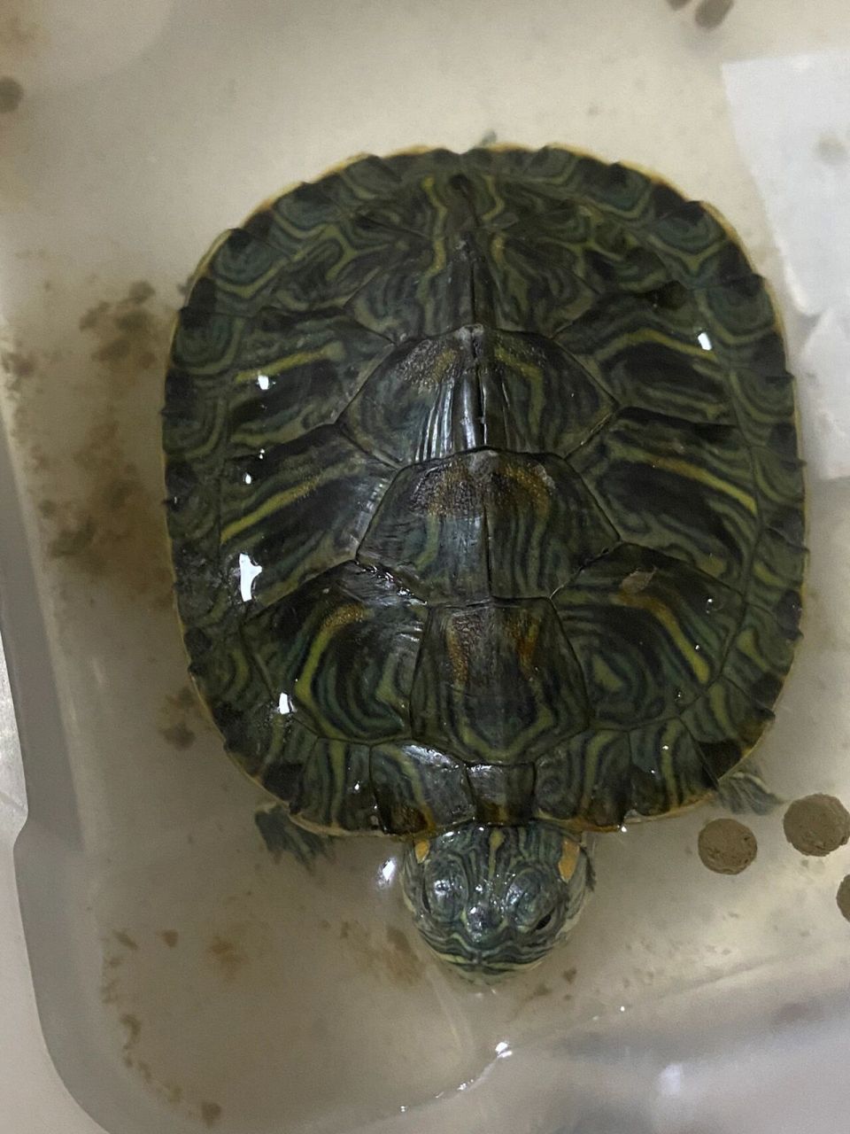 巴西龟眼睛白膜的治疗 上周日捡到一只眼睛白膜的巴西龟 参考小94的