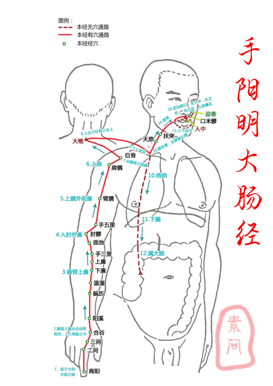 手臂6条经络标准图图片