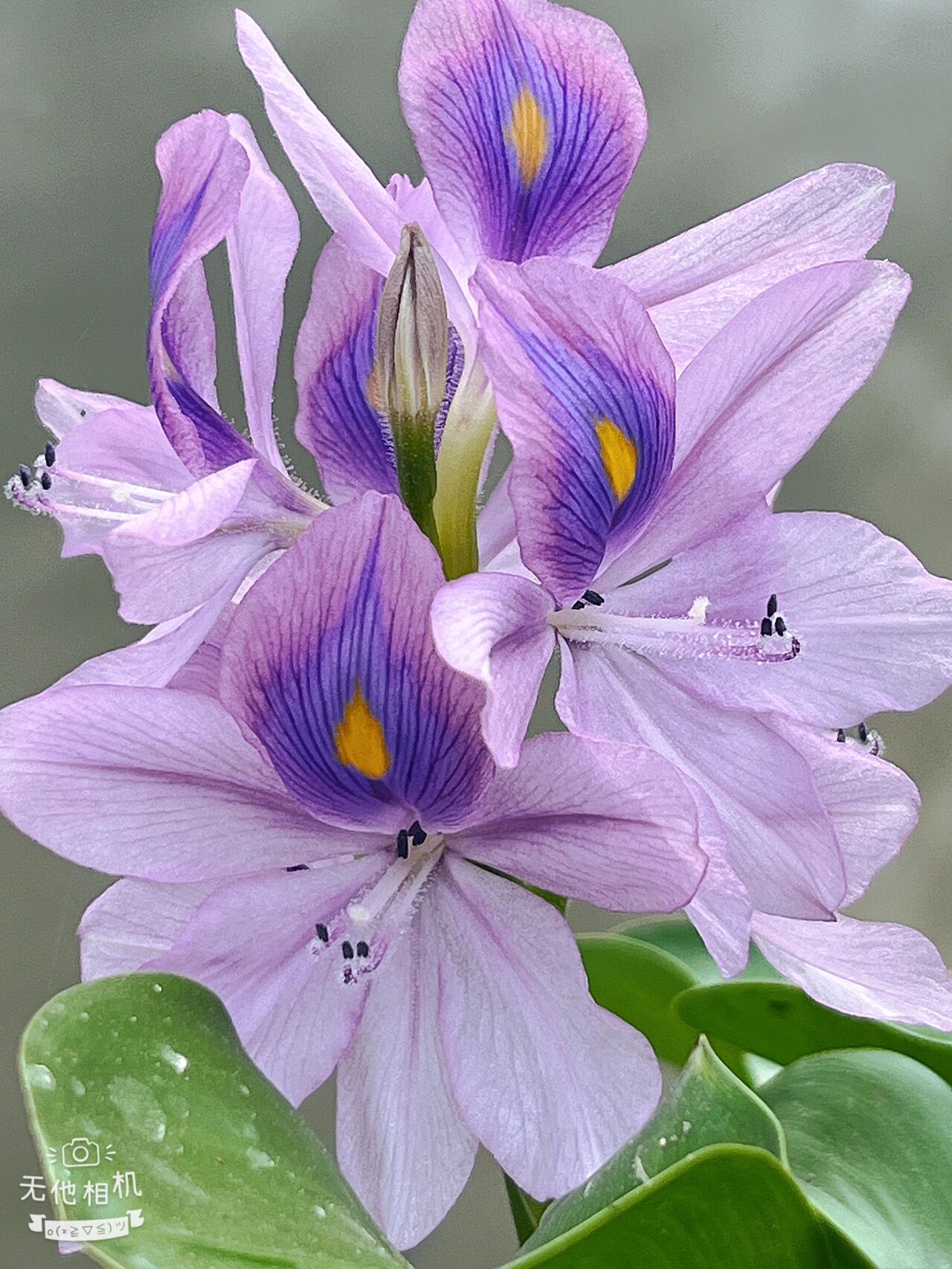 水葫芦的花 早上去小区湖边散步,发现岸边有几颗水葫芦开花了,没想到