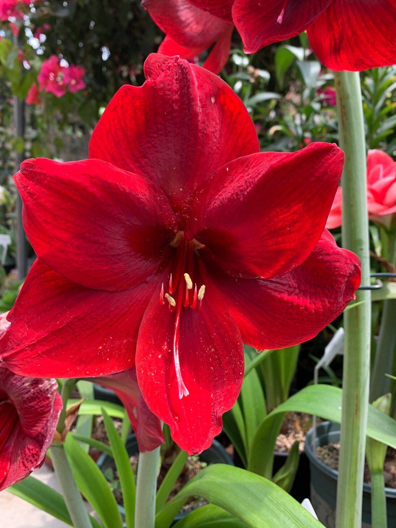 朱顶红卡门&黑天鹅,黑天鹅更迷人. 左边卡门,右边黑天鹅.