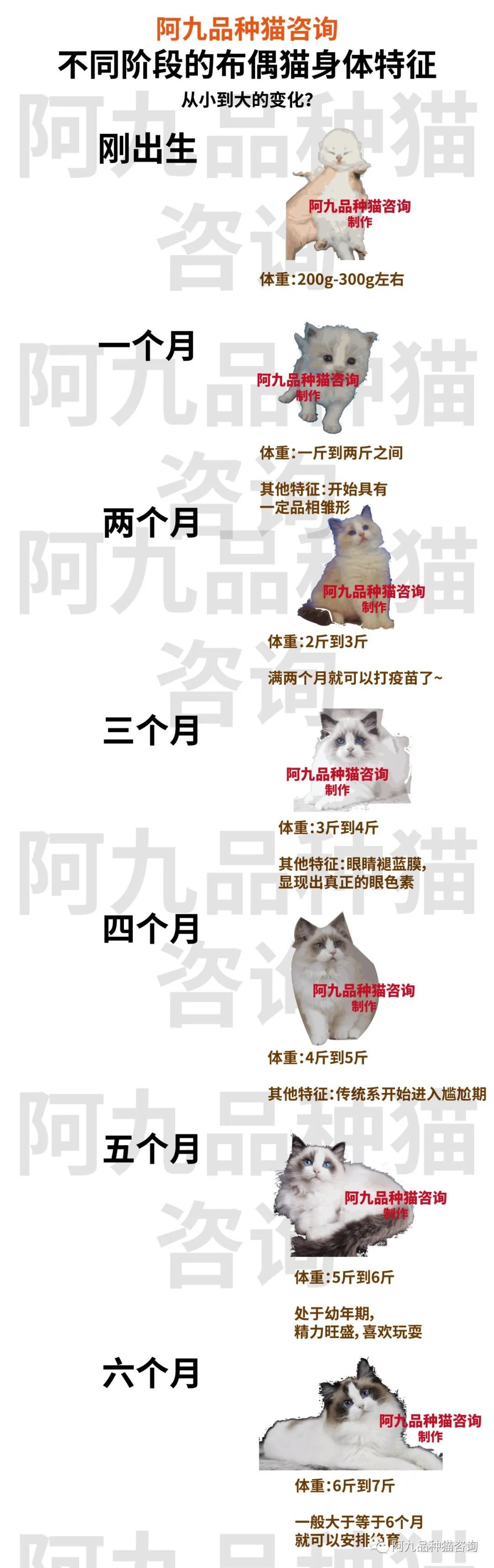 布偶猫寿命图片