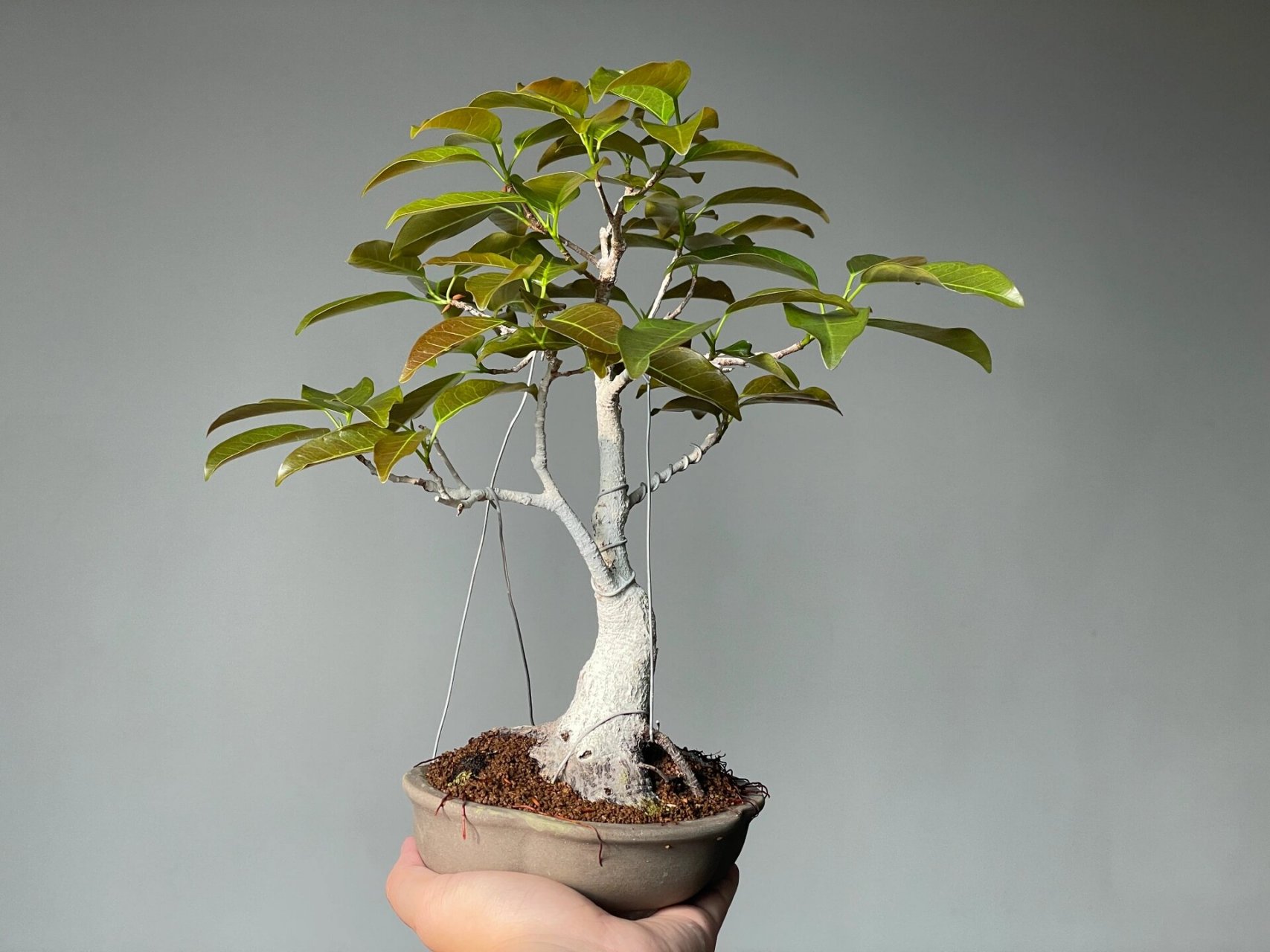 家里最漂亮的一棵黄桷树 少见的红芽小叶种,发芽的时候相当漂亮,展叶