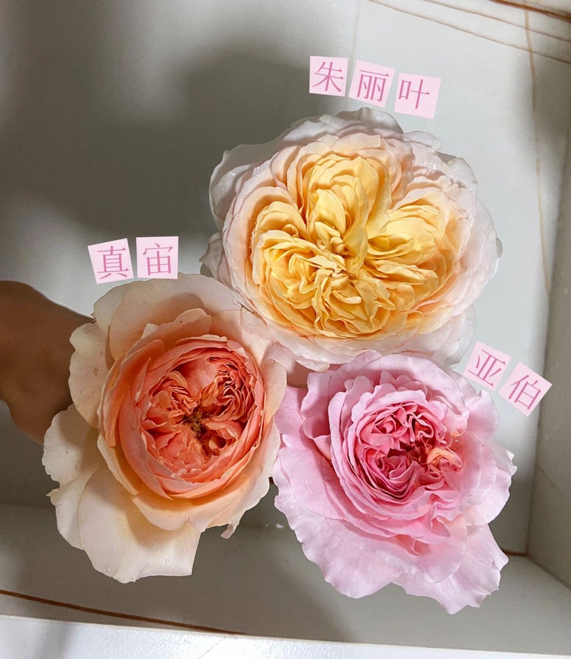 阳台月季 朱丽叶 亚伯 真宙大对比      阳台月季之朱丽叶,亚伯,真宙