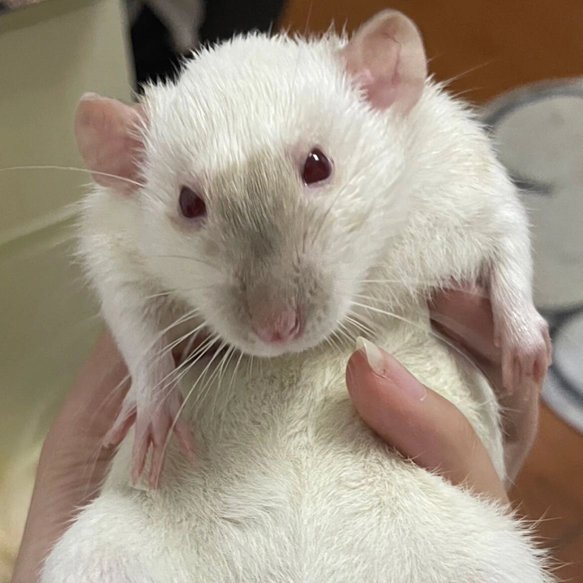 黑色的花枝鼠长得很憨憨