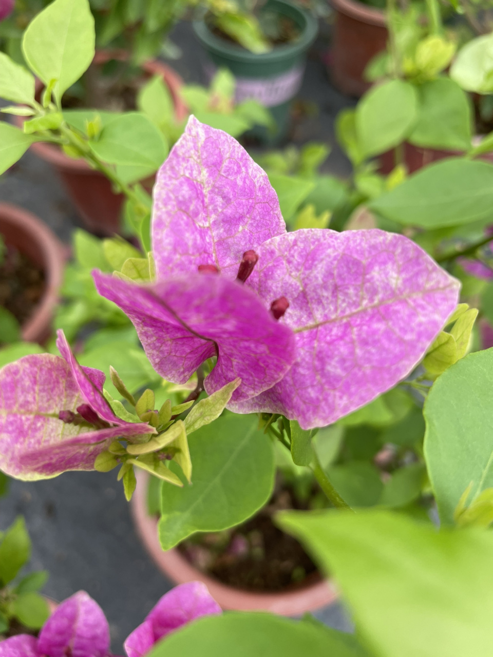 紫色系的三角梅我只卖这款—紫九月 紫色勤花系列,颜色好看,重要的是