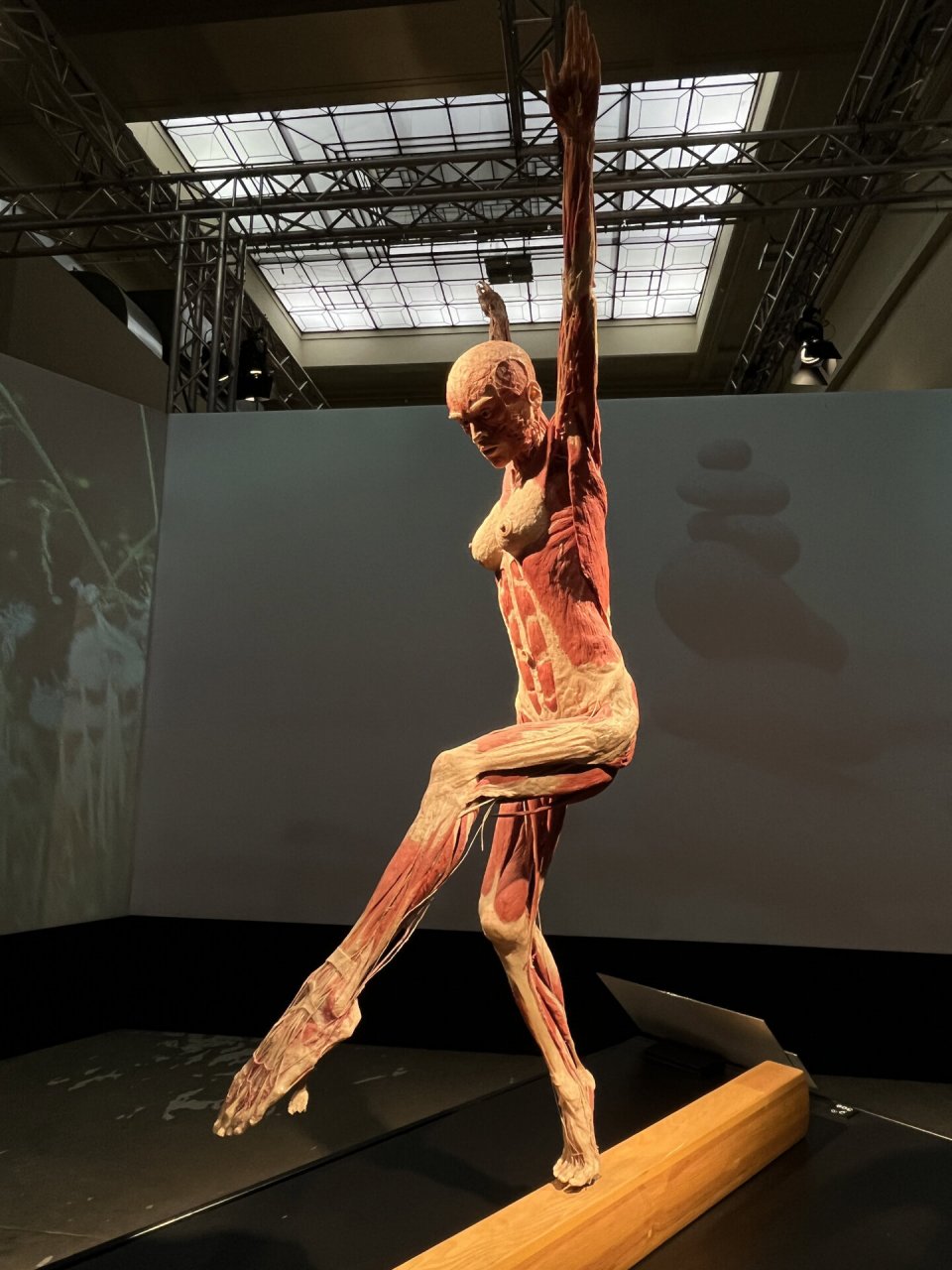 和你一样,有血有肉的人 看展 body worlds 展出的人体标本是由真人生