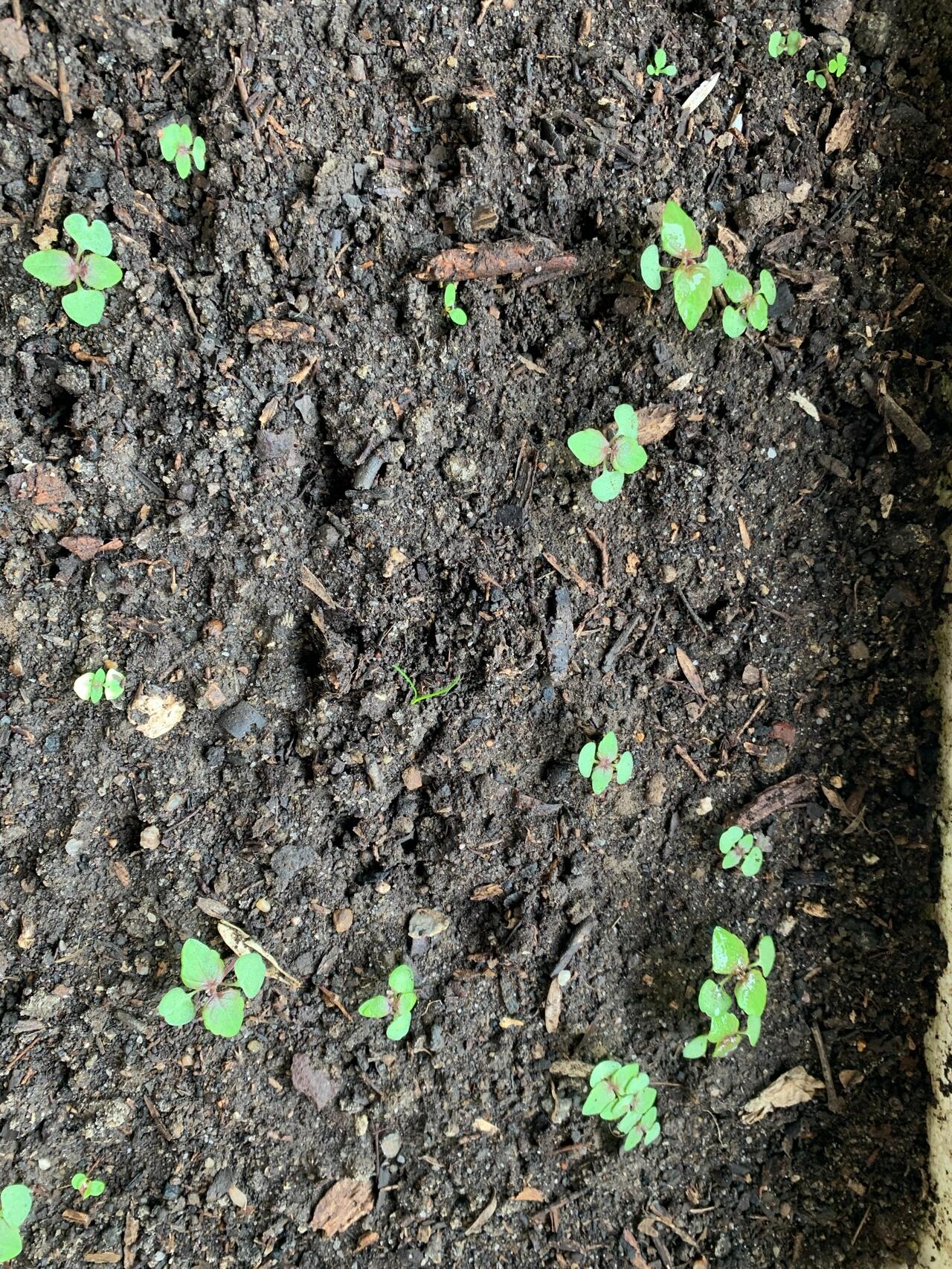 紫苏终于发芽97了 一直以为图4那几棵大的是紫苏苗,还想怎么才发出