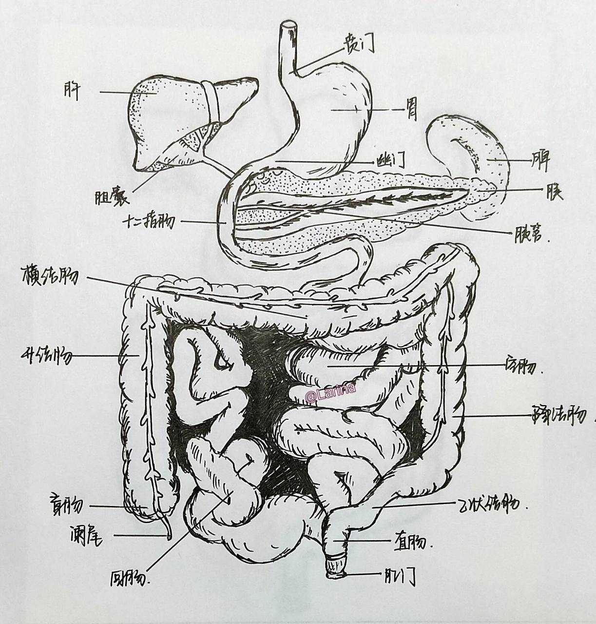 腹腔脏器 医学生进军"艺术圈"这幅有点问题,等我更一个完美滴91