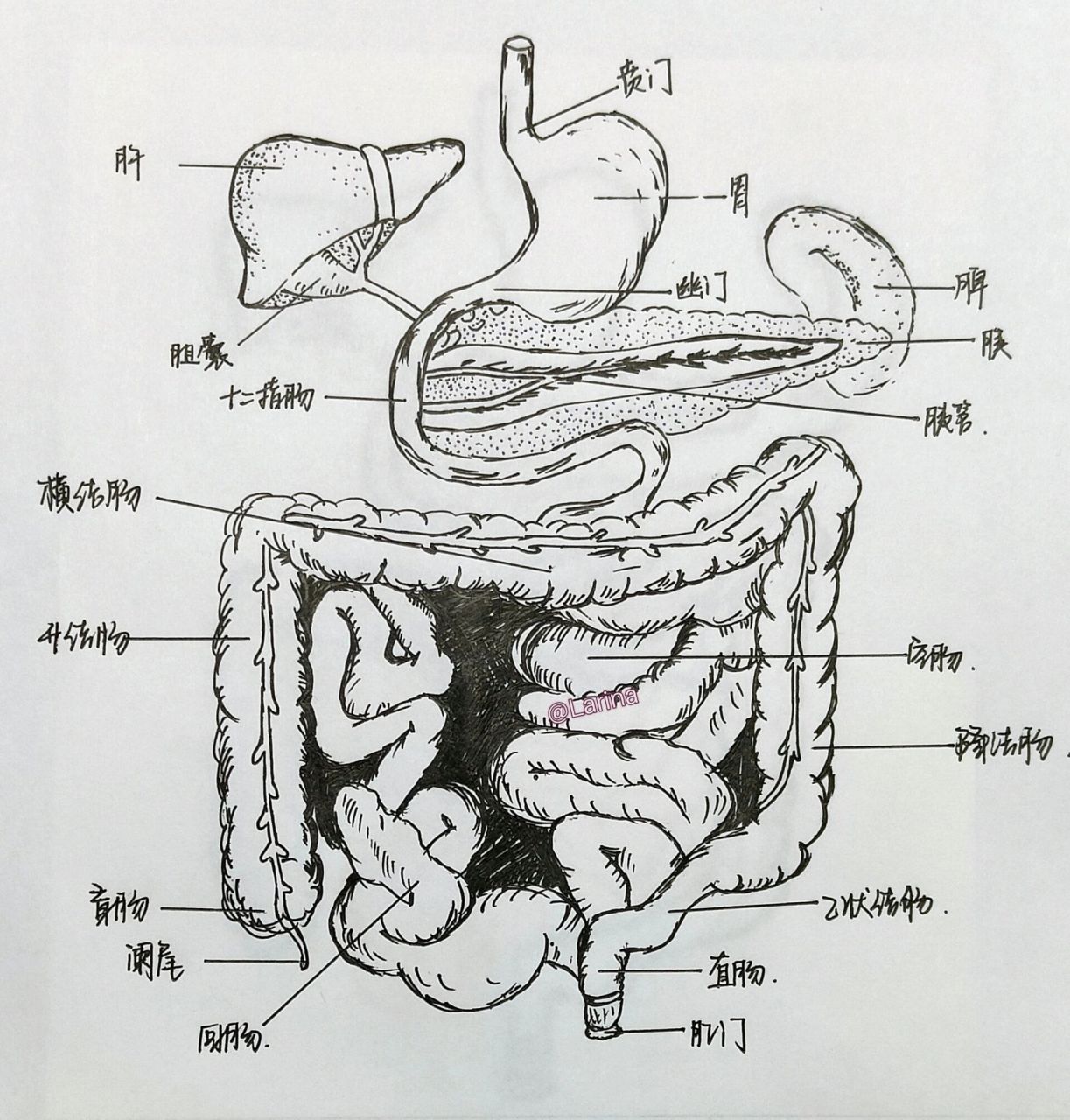 内脏器官分布图画画图片
