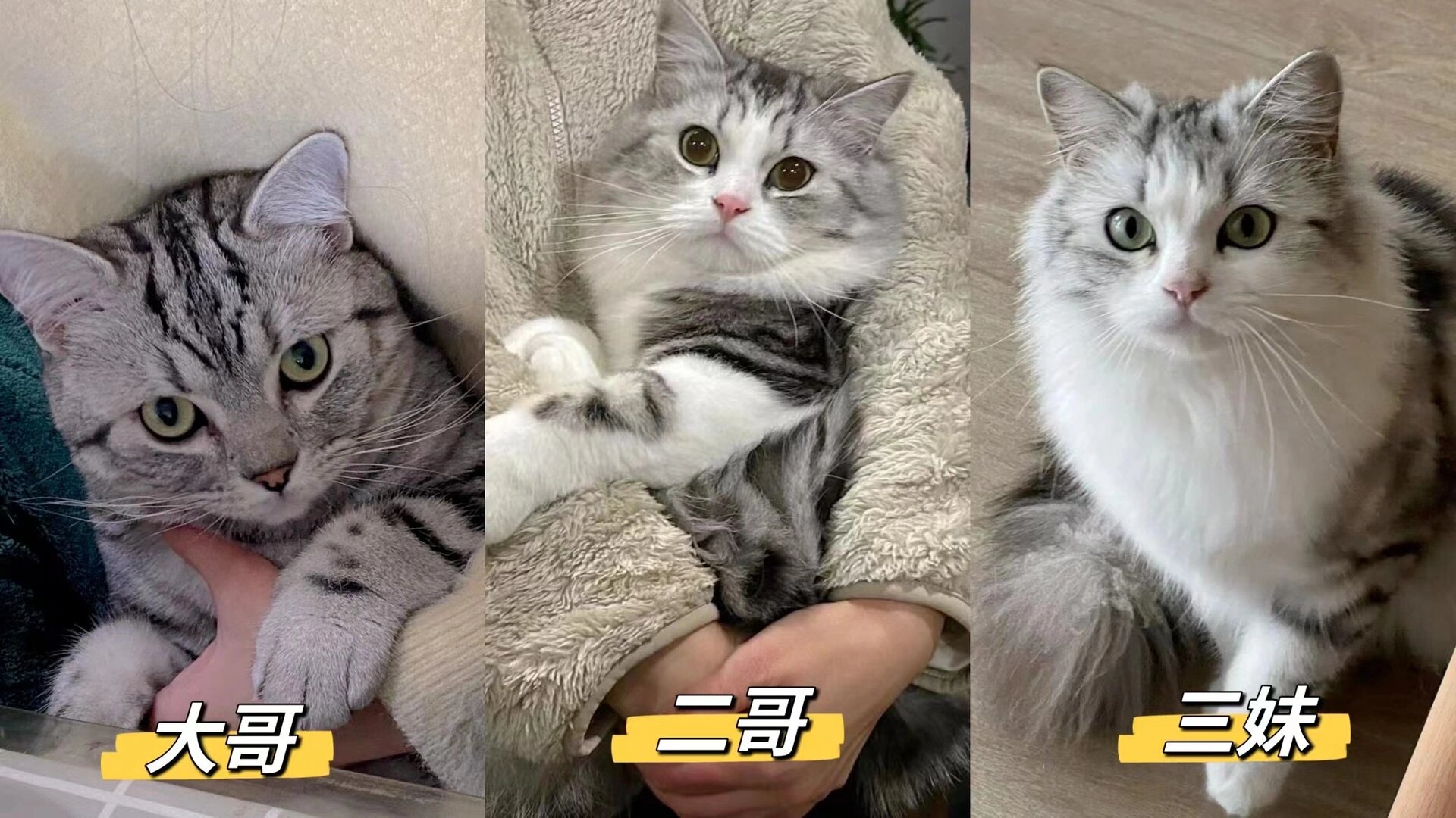 美短和重点色布偶的串串孩子也太可爱了吧