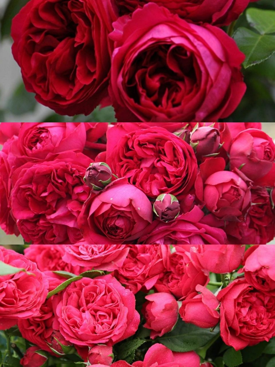 推荐8款红色系月季,你最喜欢哪一款?