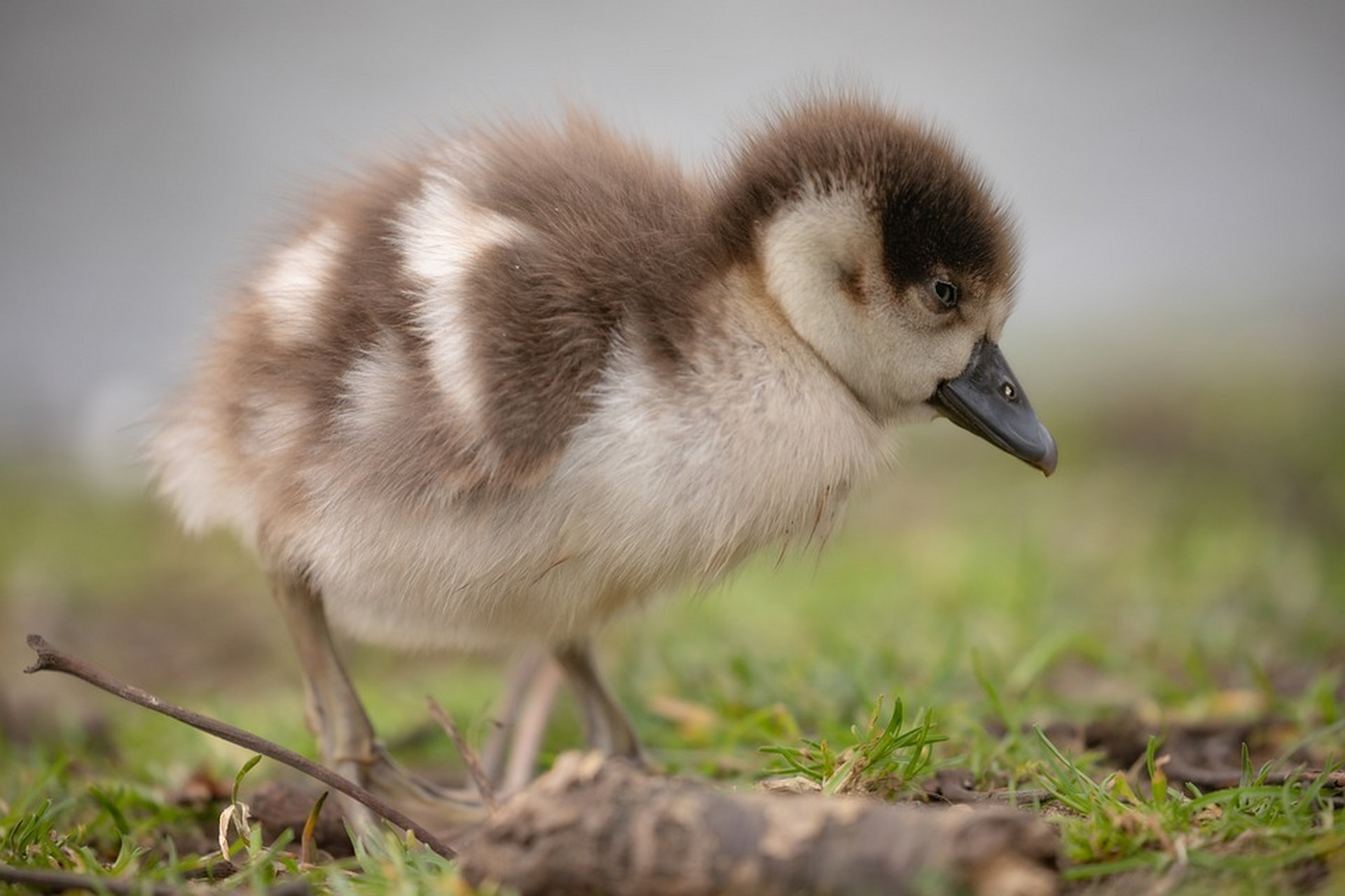 动物趣图#柔美可爱的小鸭子,趁着天气晴朗,来到空地上踱步觅食,摇摇