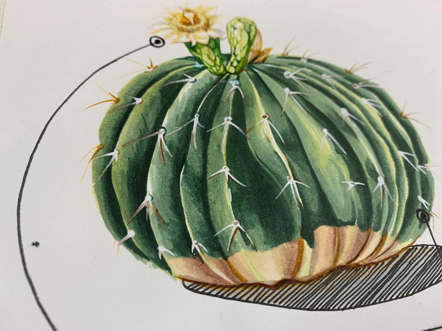 植物仿生设计——仙人掌家具 植物仿生课题可以运用到大龄段转型期