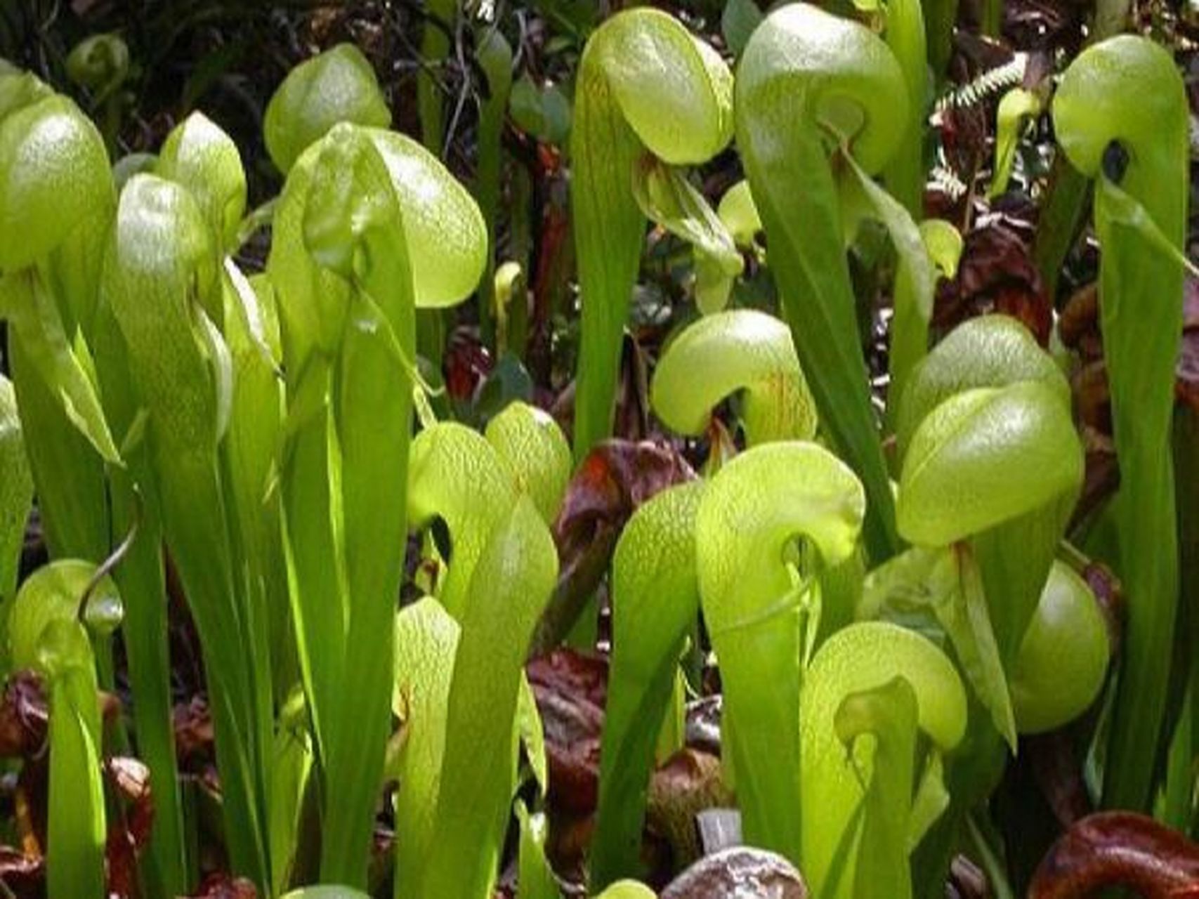 每日一花|眼镜蛇草 眼镜蛇草:瓶子草科眼镜蛇瓶子草属的多年生植物,是
