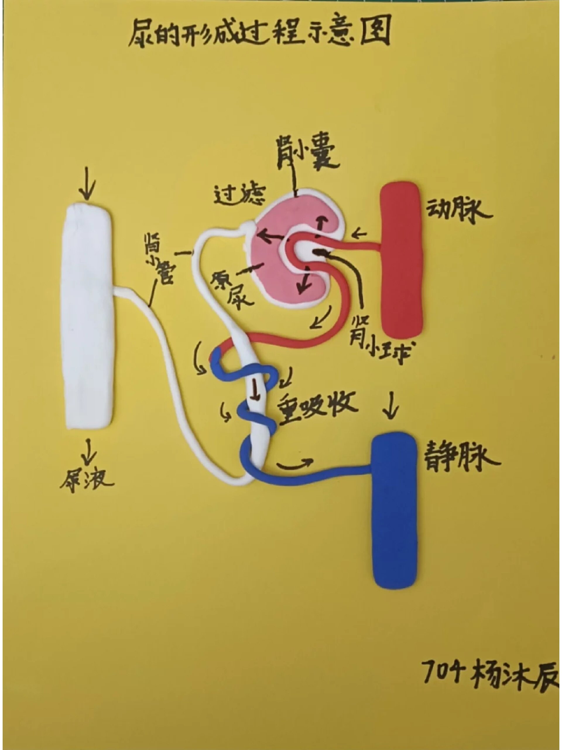 嘎肾图片图片