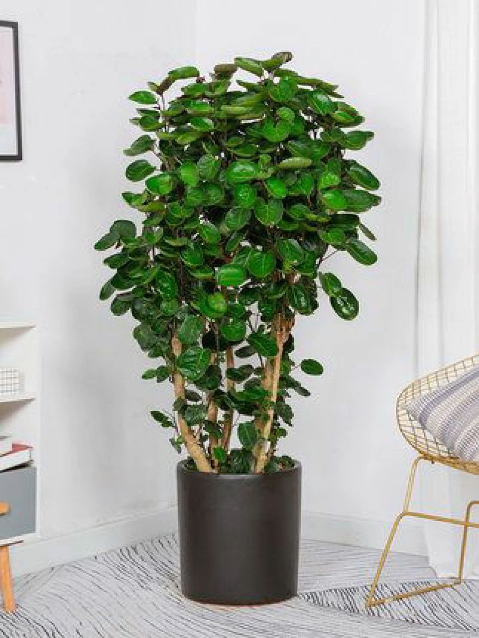 办公室常用植物36|圆叶福禄桐 它的叶子呈椭圆形或长椭圆形,基部心形