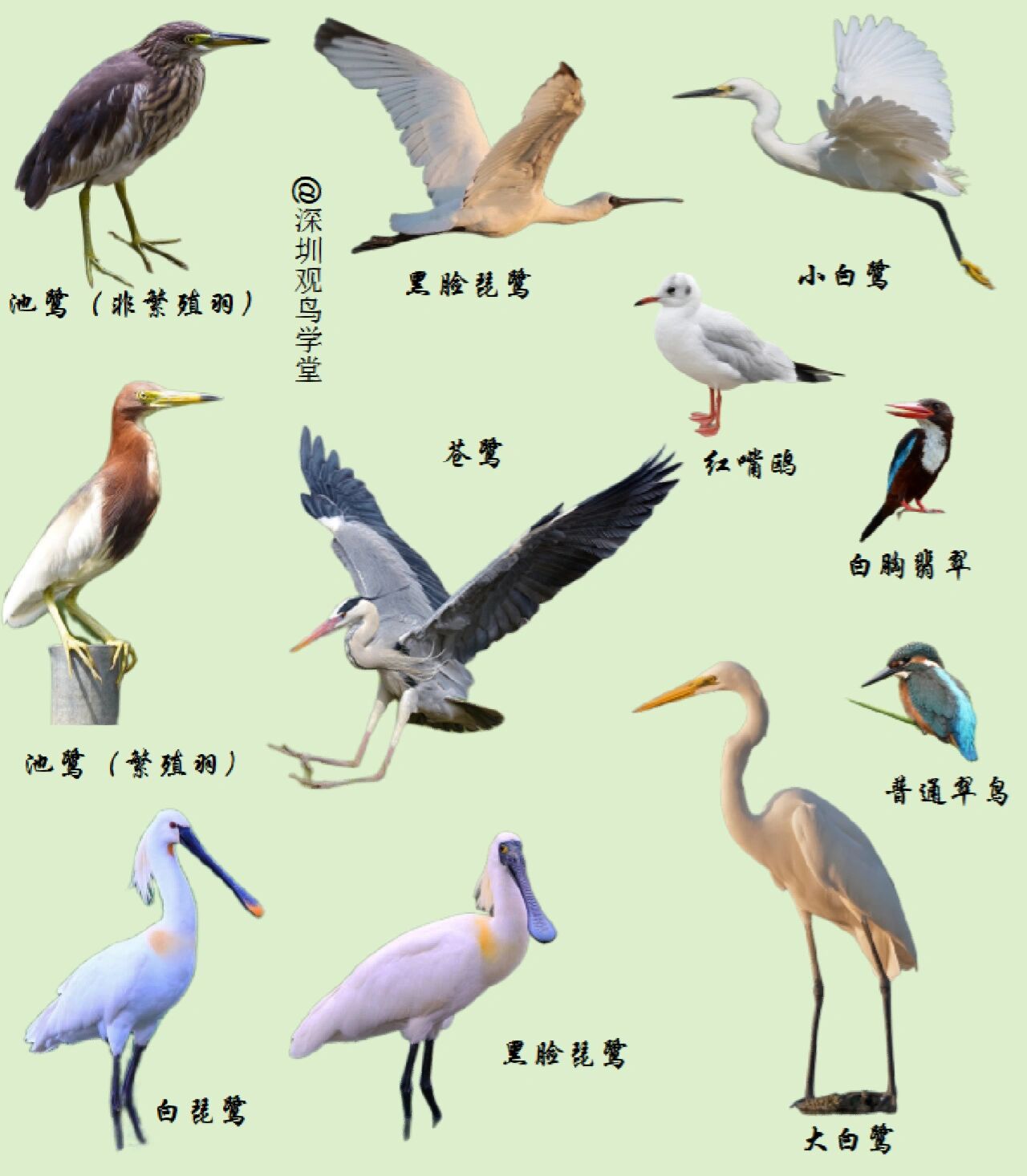 深圳常见鸟类辨认手册(免费领取完整版