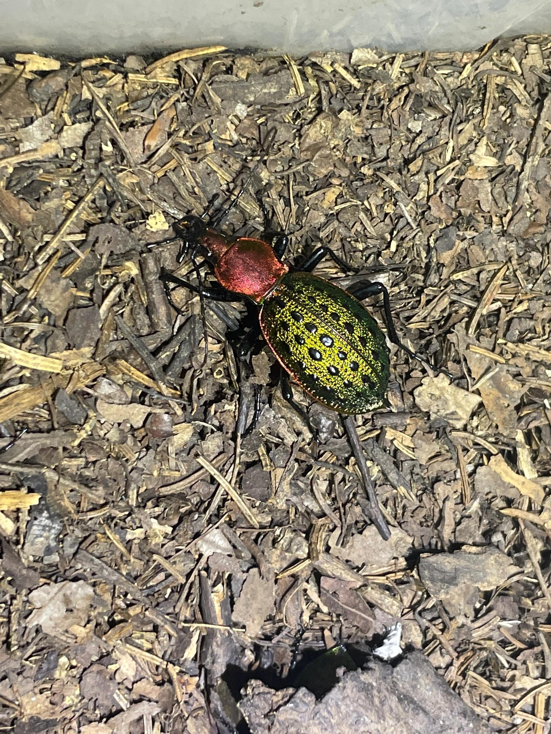 疑步甲和绿步甲到底怎么分?