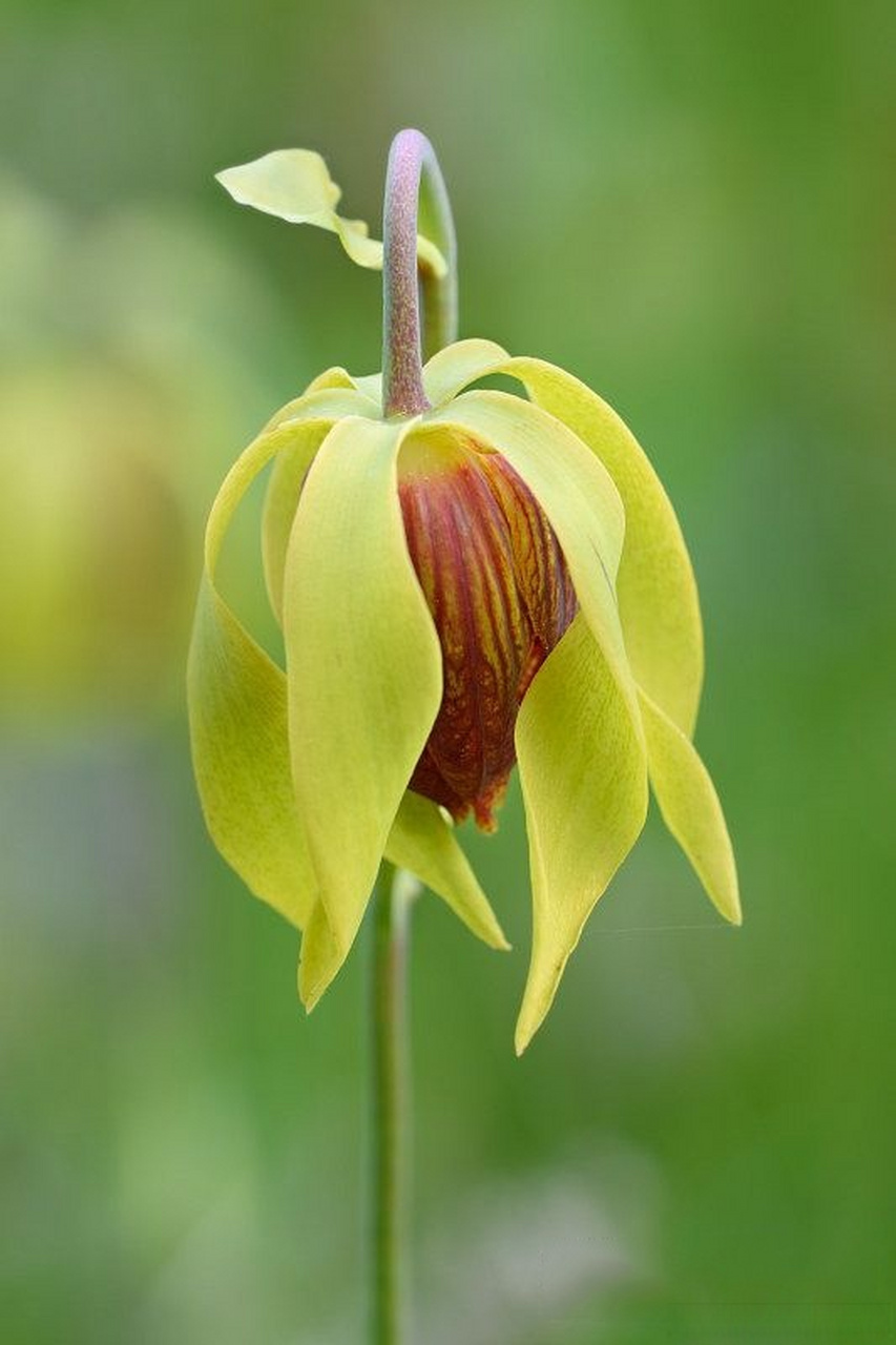 【食肉植物|眼镜蛇草属】[微风]  银镜蛇瓶子草(darlingtonia