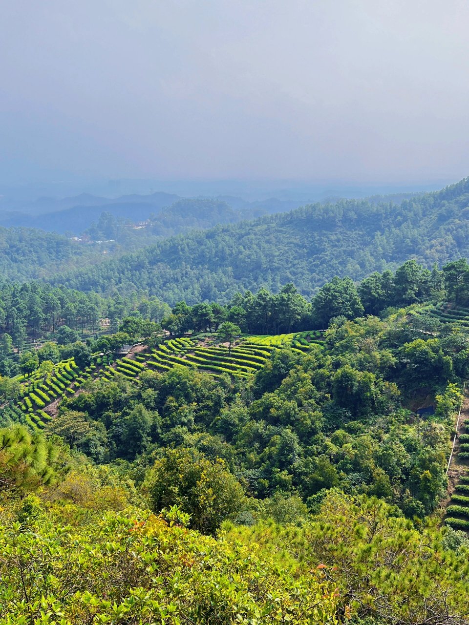 好推荐60156015 广佛周边游,佛山7415江门茶山一日游