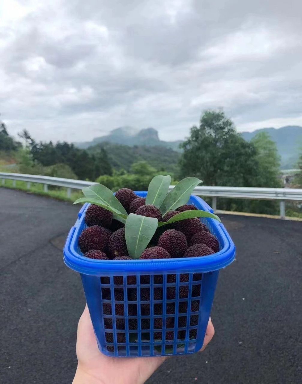 仙居荸荠杨梅,也称黑炭梅,马上上市啦～ 仙居荸荠杨梅,汁多核小, 香甜
