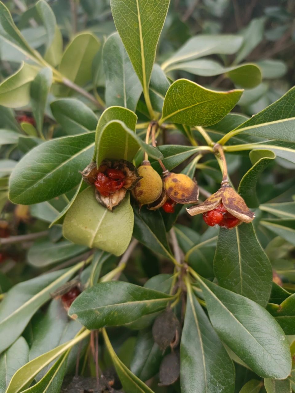 海桐 海桐,是双子叶植物纲 ,海桐花科,海桐花属常绿灌木或小乔木,高达
