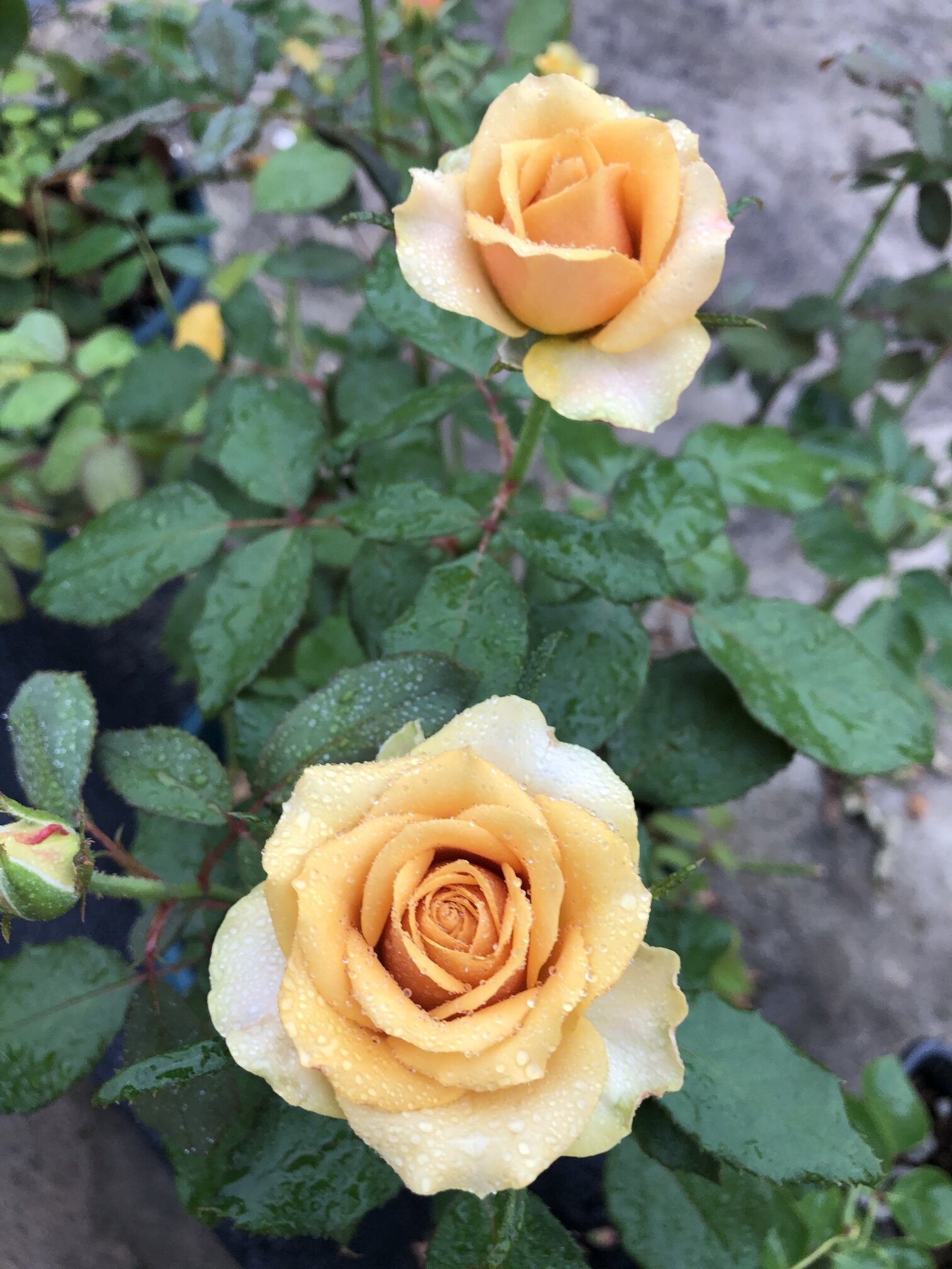 月季品种(32)—松之梦