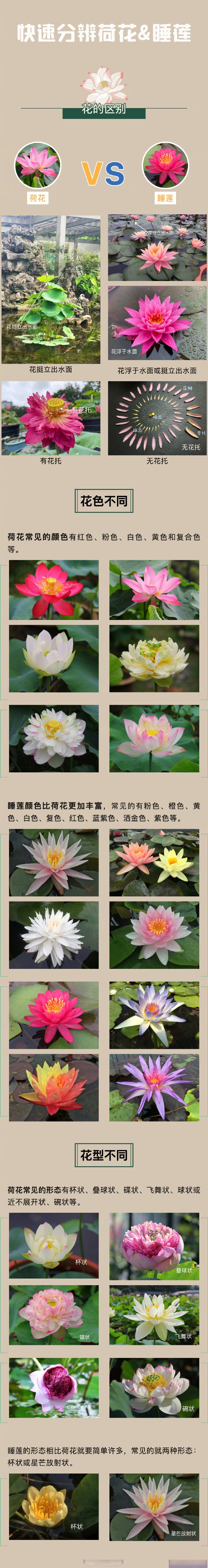 【你能分辨荷花和睡莲吗?
