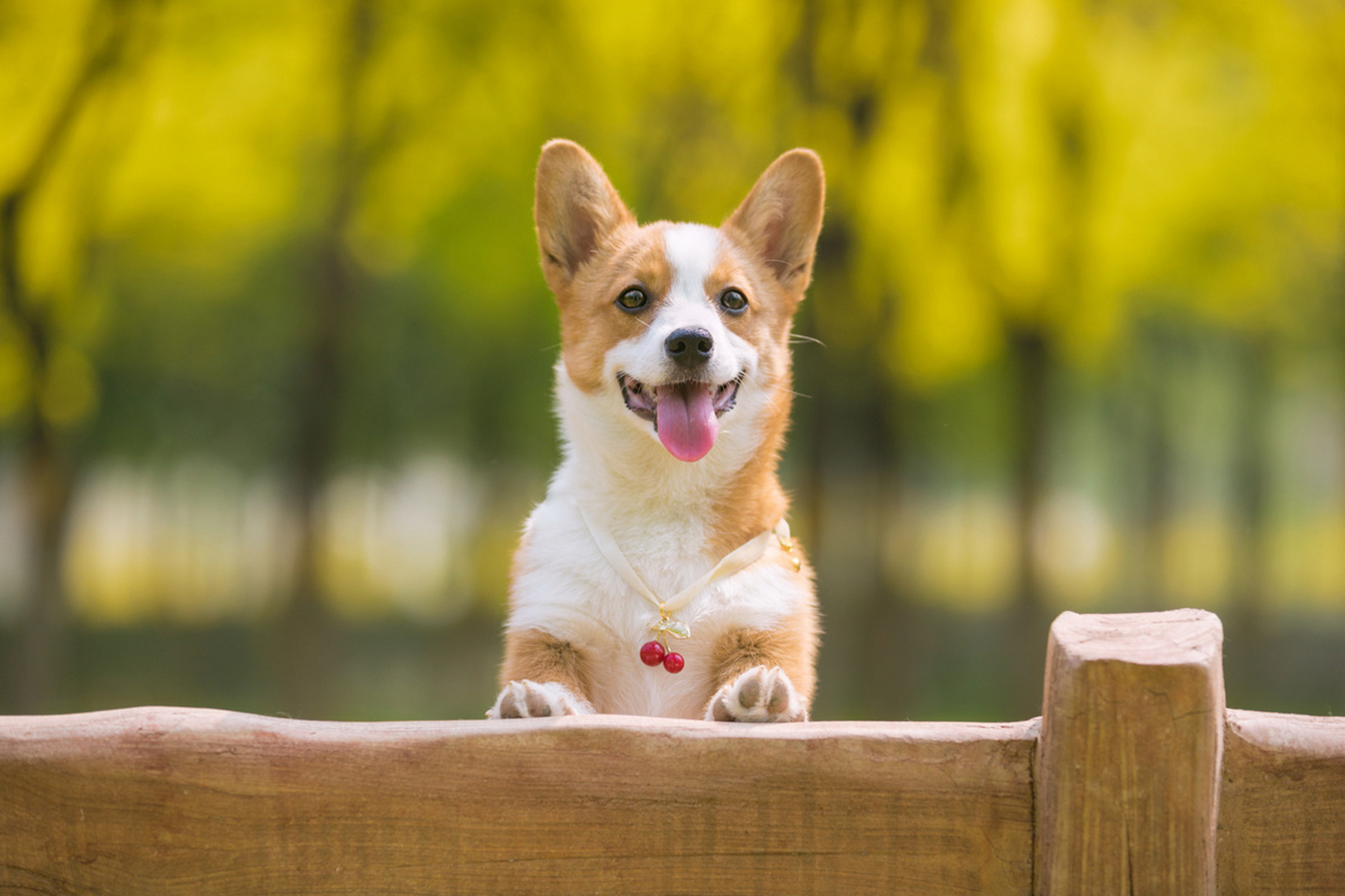 宠物摄影 | 柯基lucky  #小奶狗的夏日写真# ,铲屎官的快乐  #米拍