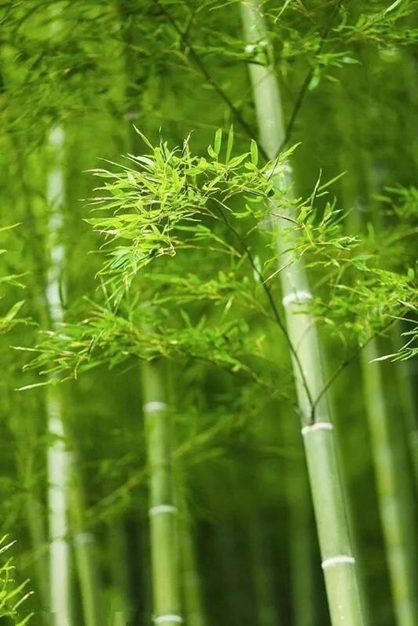 竹生空野外,梢云耸百寻. 无人赏高节,徒自抱贞心.