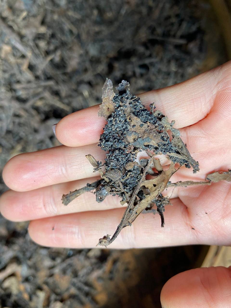 六堡虫屎茶 功效与作用 清热解毒,健胃提神,辅助降压 虫屎茶营养价值