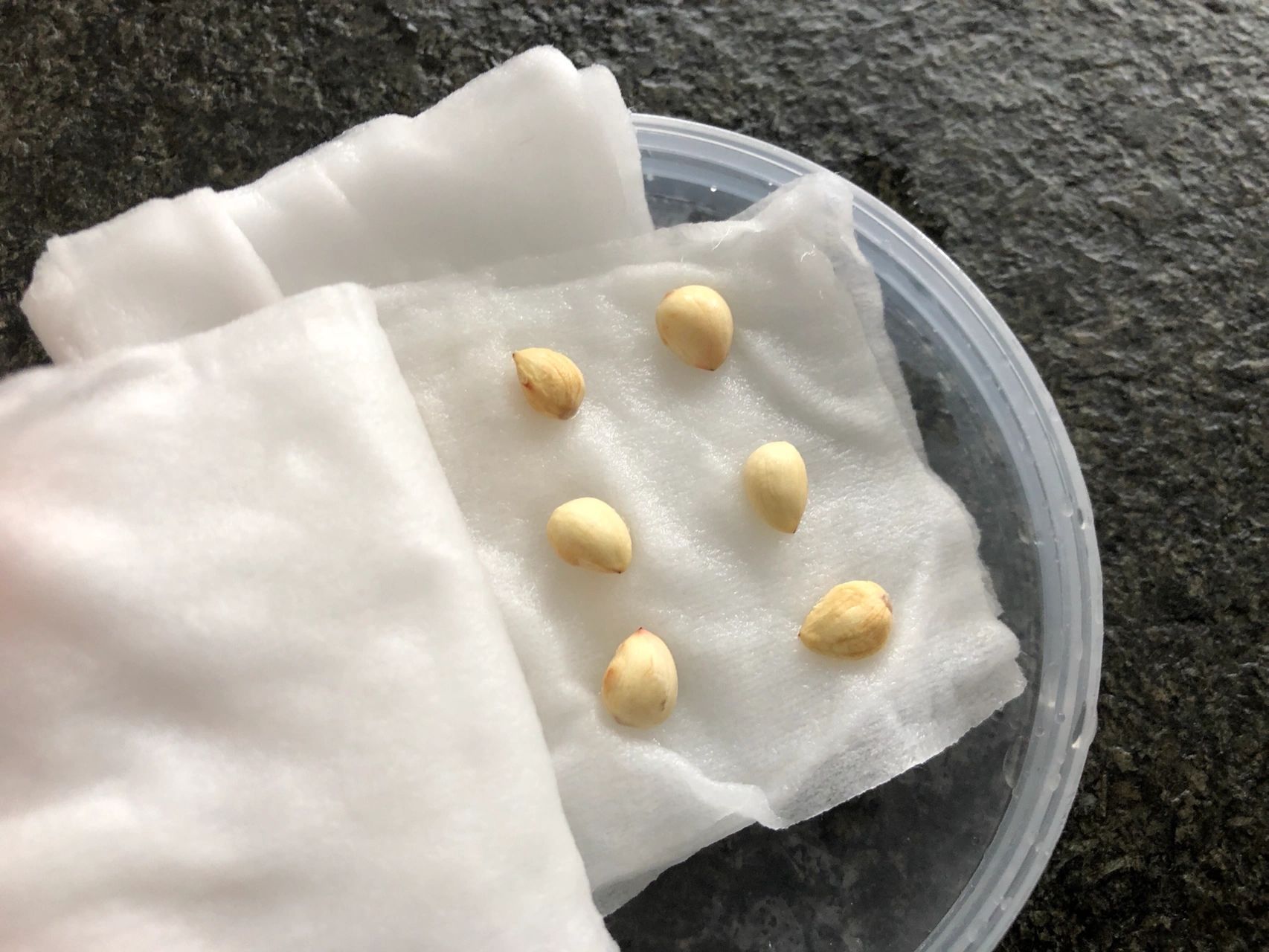 突发奇想是不是可以种樱桃,于是从垃圾袋翻出核儿,用蒜臼把籽儿砸出来