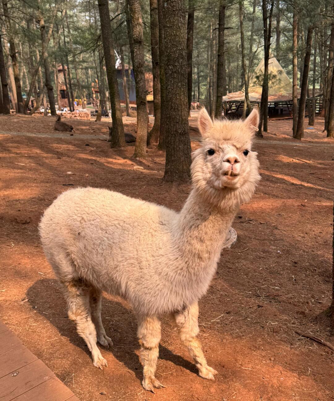 个人原因,养不活了,无偿出