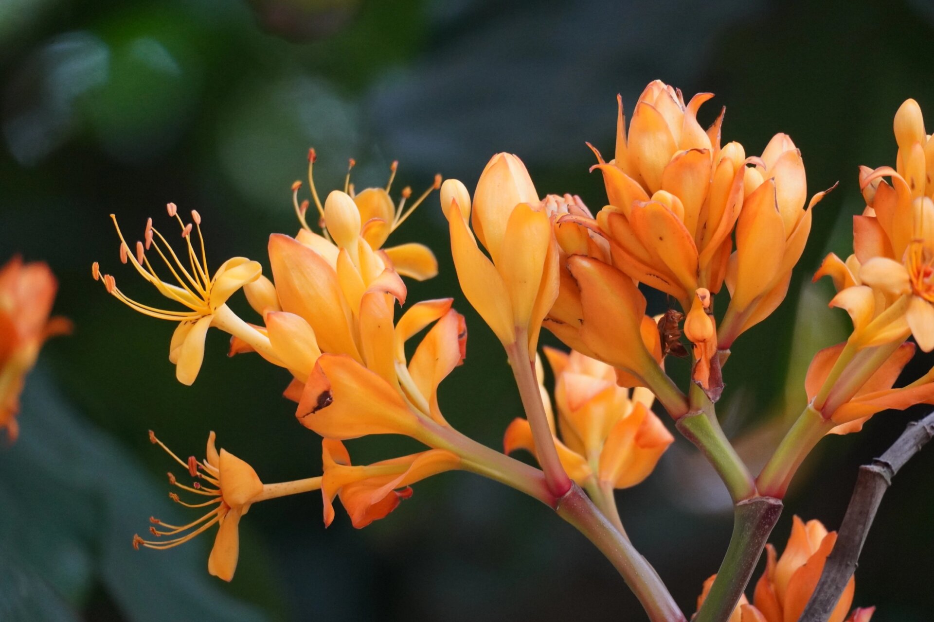 植物笔记55 | 传说见此树可忘忧愁 植物:中国无忧花  豆科无忧花属