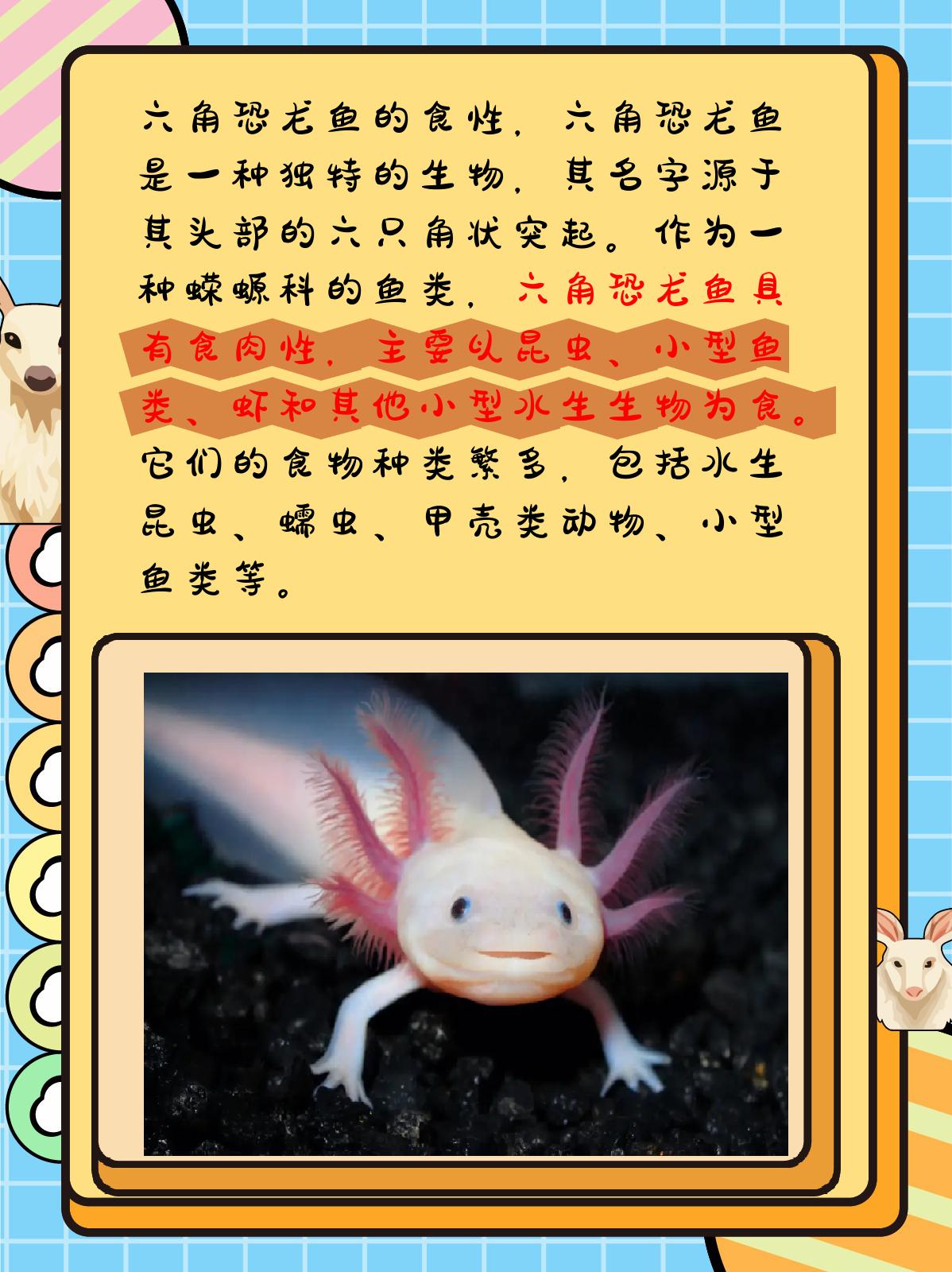 六角恐龙鱼吃什么