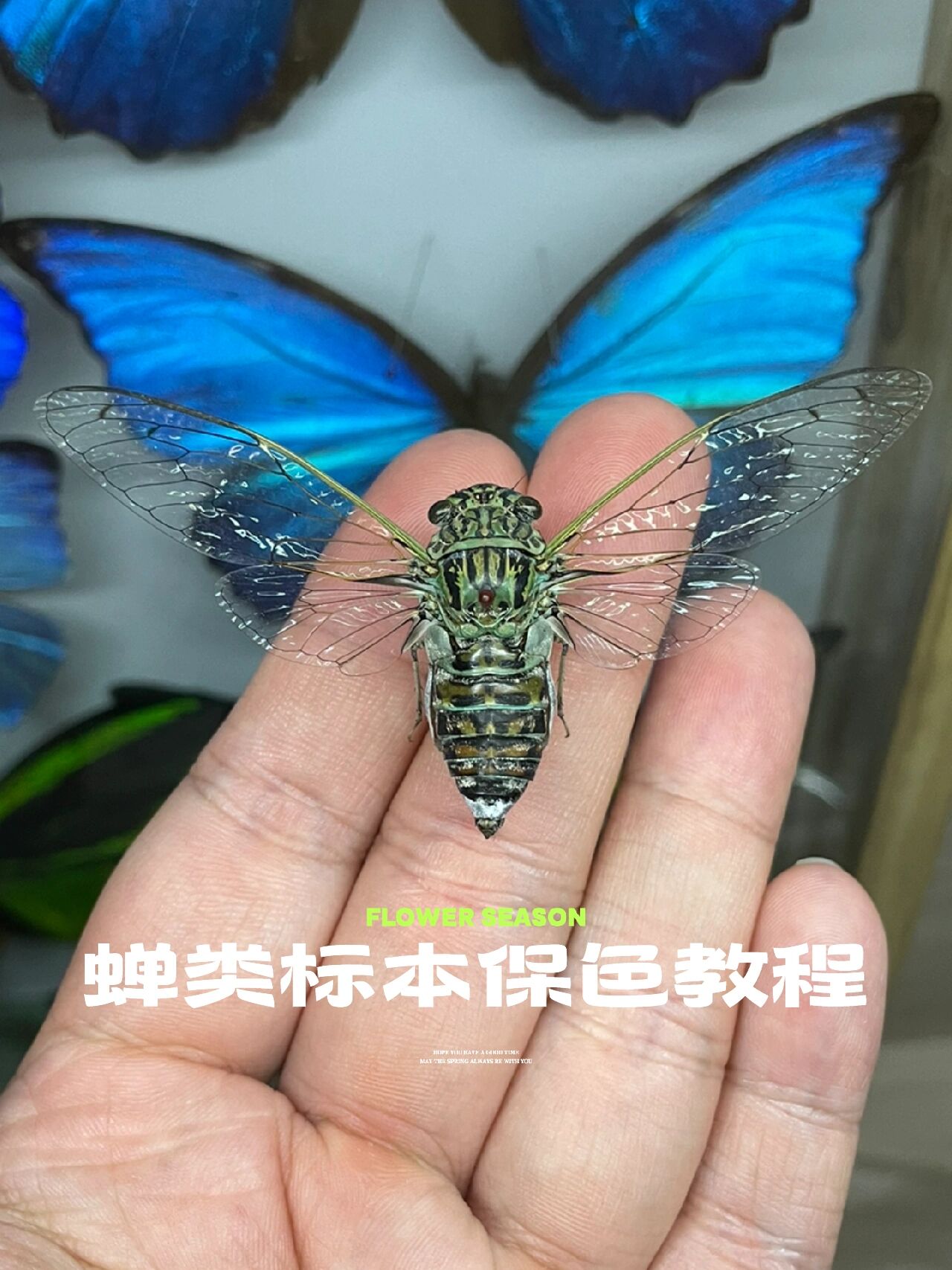 蝉类标本保色教程