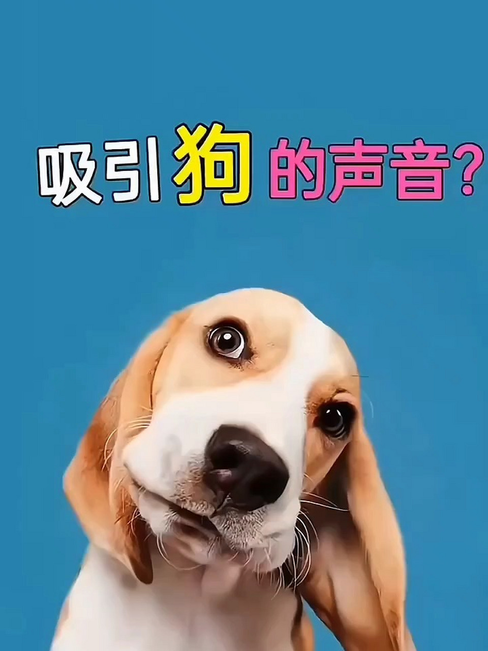 狗最怕的声音图片