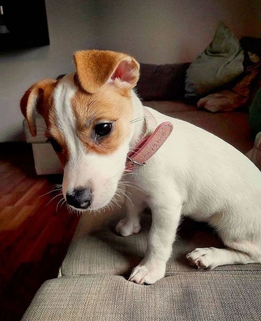 世界各地的杰克罗素梗7