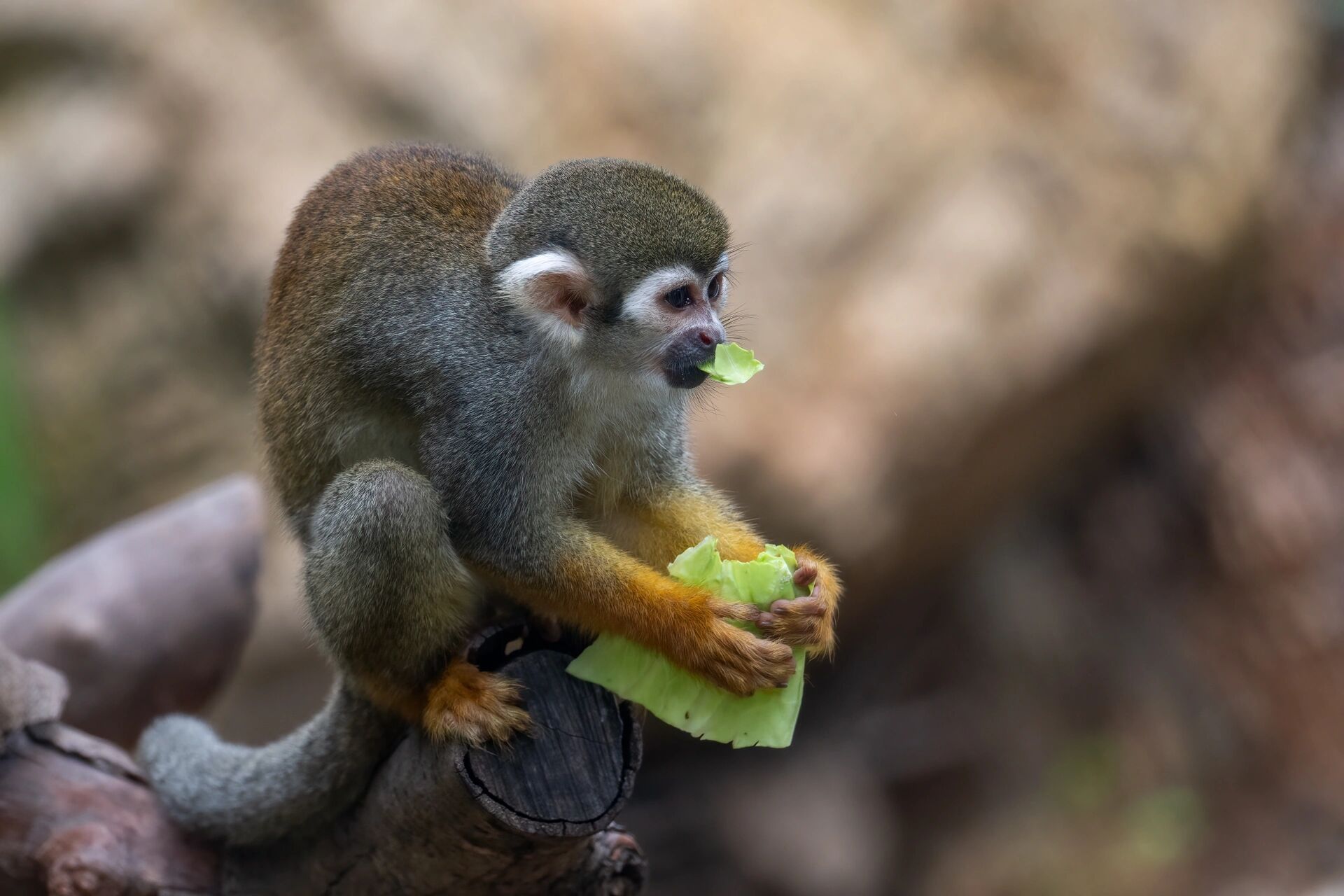 南京红山森林动物园丨猴子篇
