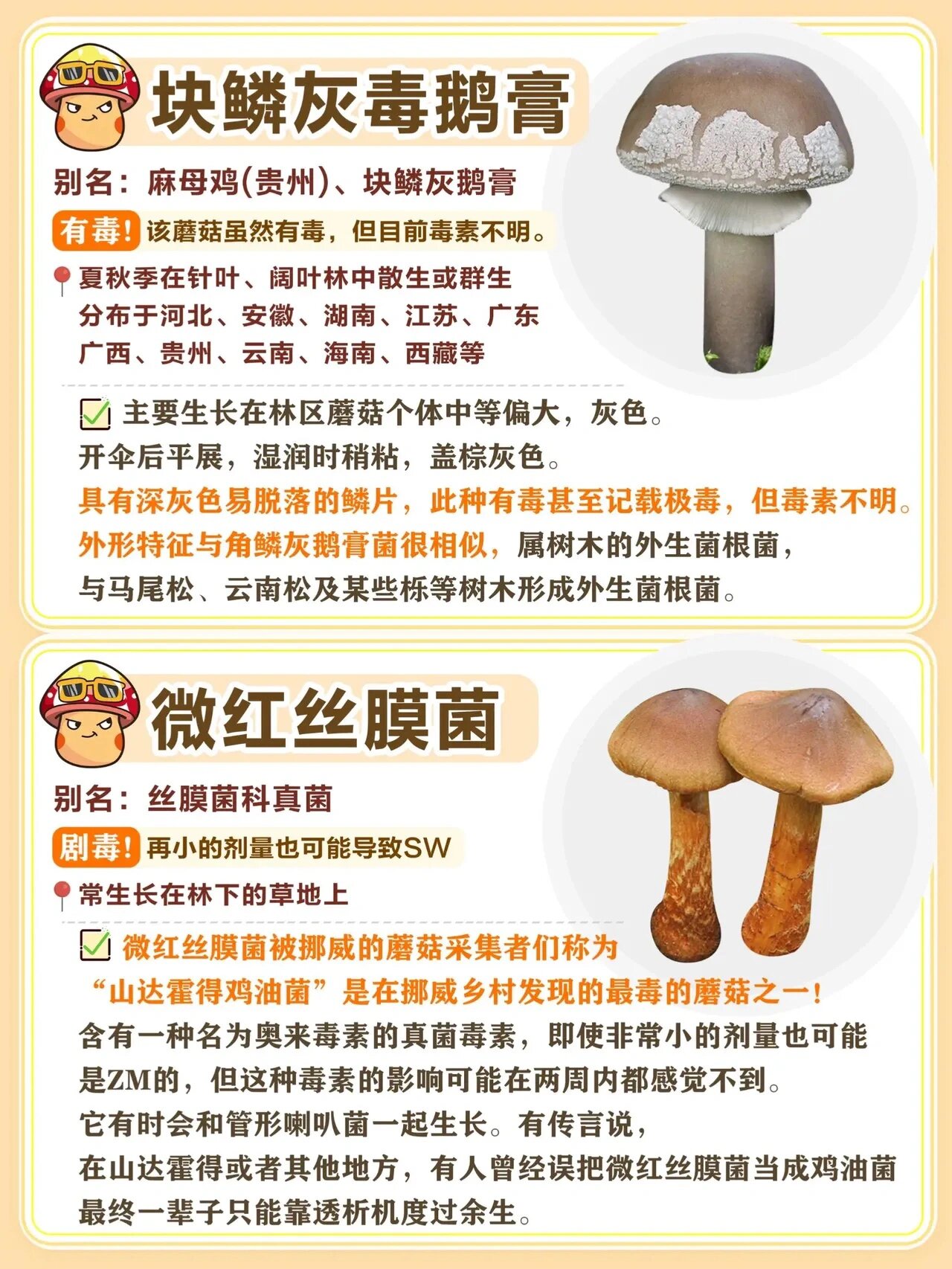 云南毒蘑菇 致幻图片