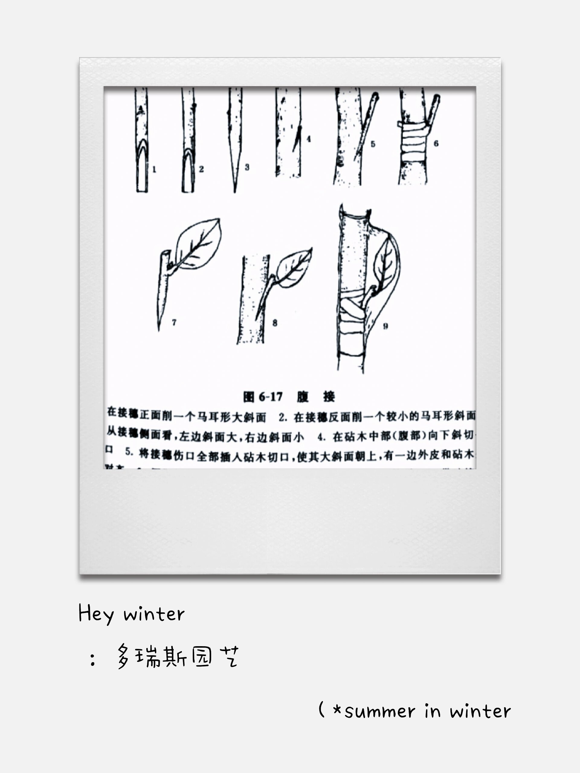 玉兰嫁接技术大全图解图片