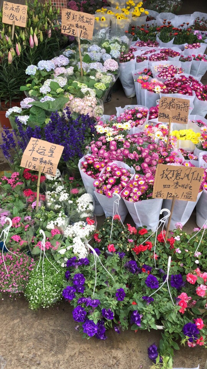 广州滘口 岭南花卉市场 便宜,植物质量好.就是自己提回去挺重.
