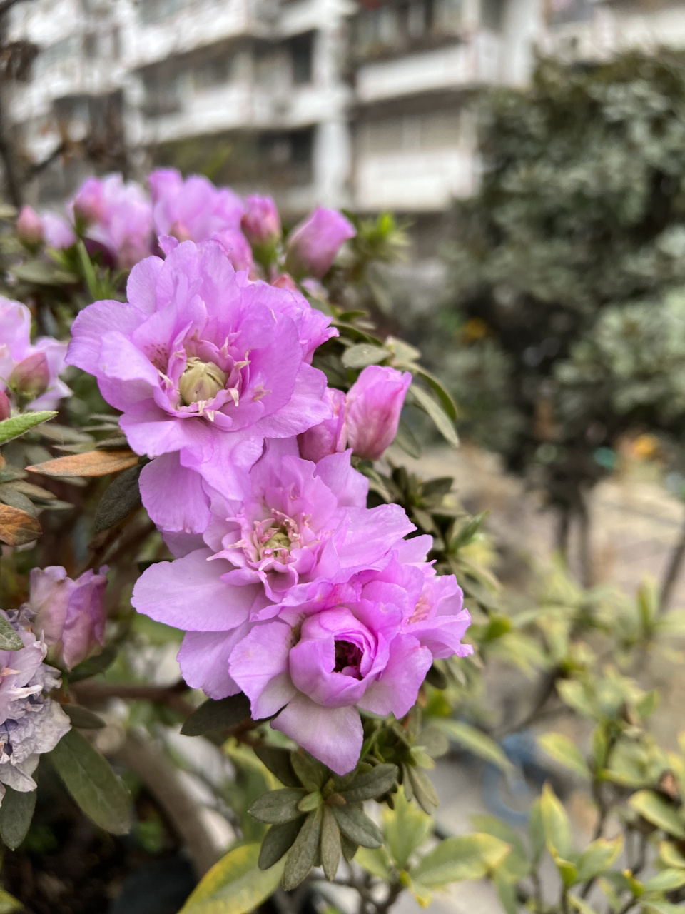 岸牡丹杜鹃 很喜欢这个品种,因为在成都是从入冬一直开到春末,颜色也