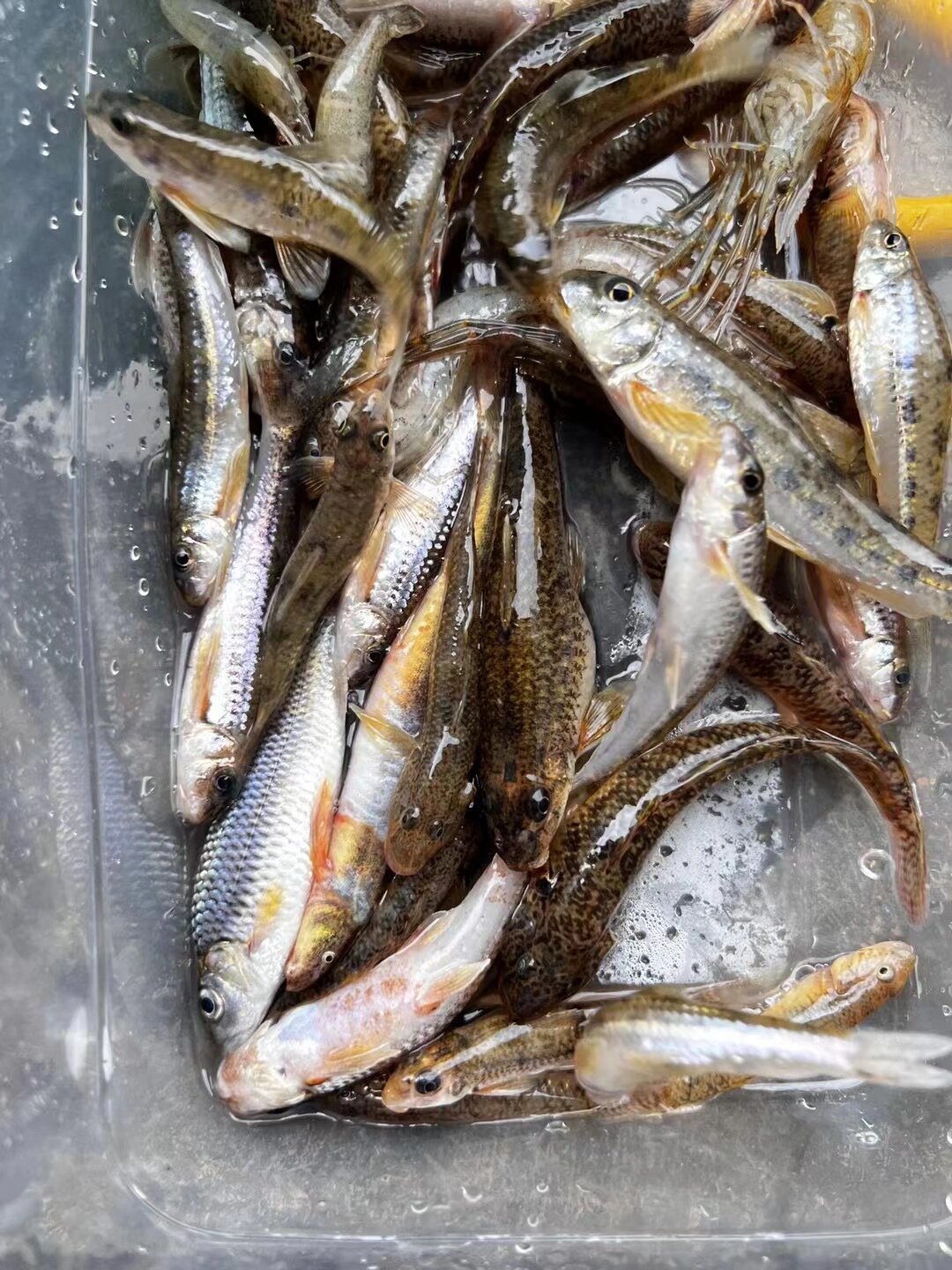 沙沟鱼@萌盟学社的动态