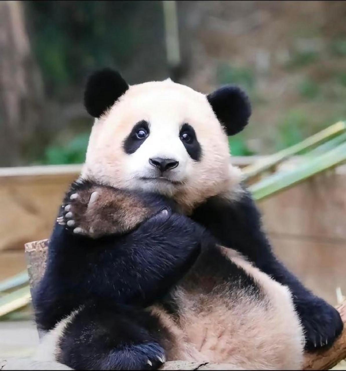 大熊猫福宝#旅韩大熊猫福宝～福宝宝就是世界上最可爱的猫猫吧