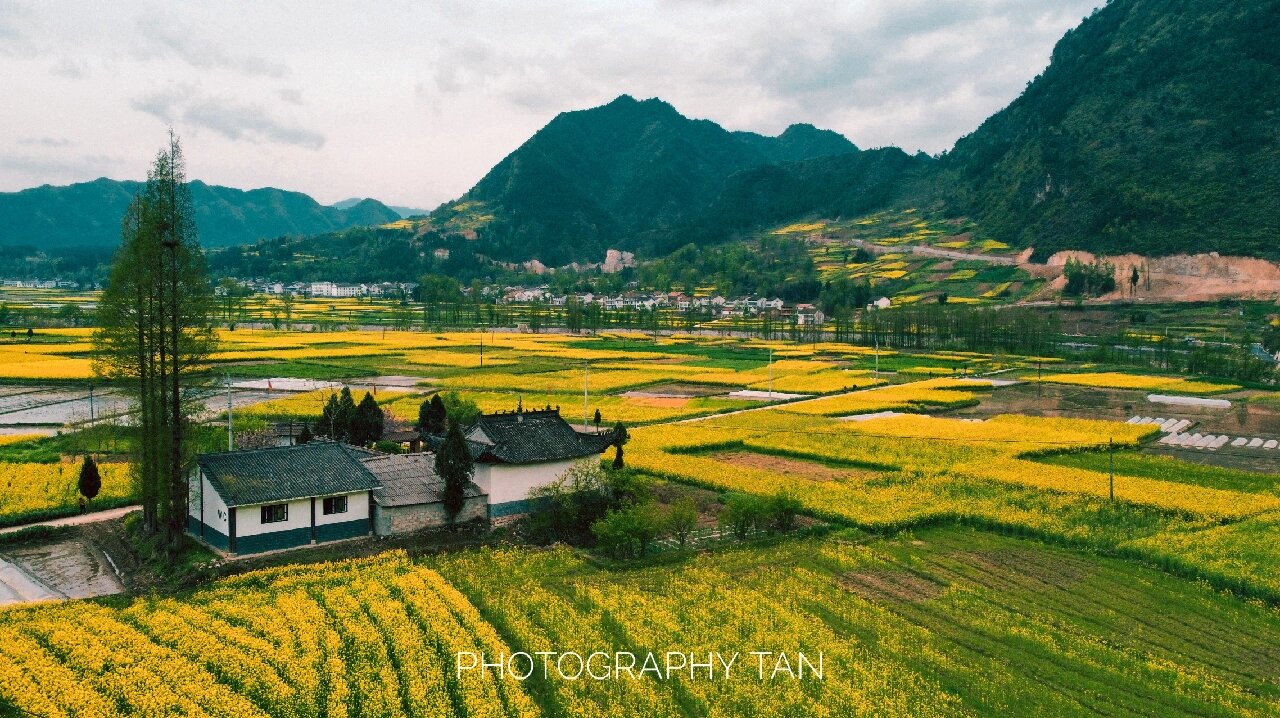 汉中油菜花海 | 勉县观花攻略