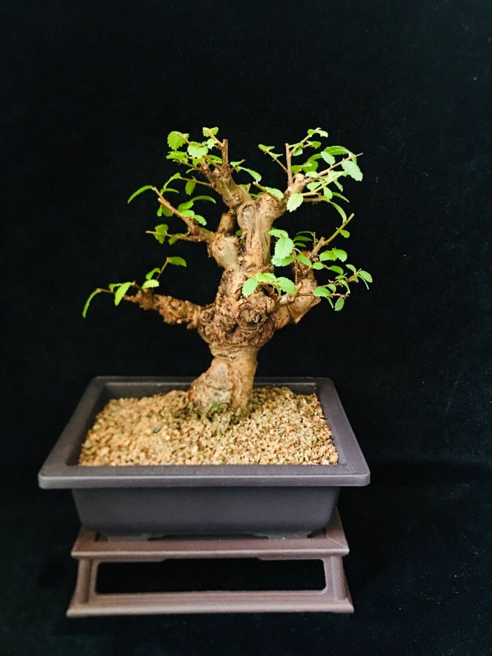 小叶榔榆盆景 红芽小叶榔榆,遇到合适的温度,新叶会发红养了十多年了