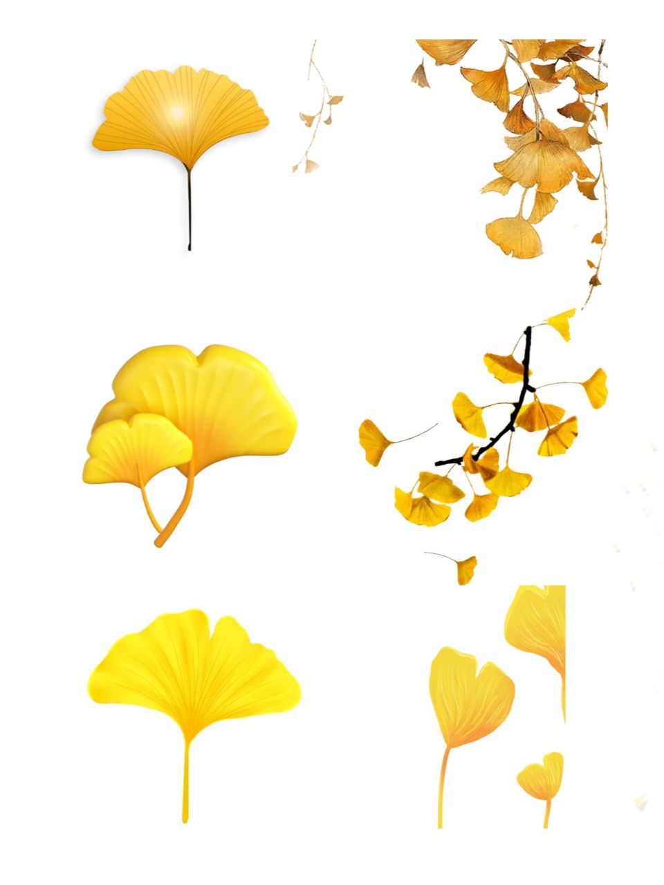 高级感 | 免扣 金色银杏叶素材 值得一看 一叶知秋 处暑一过 虽还未